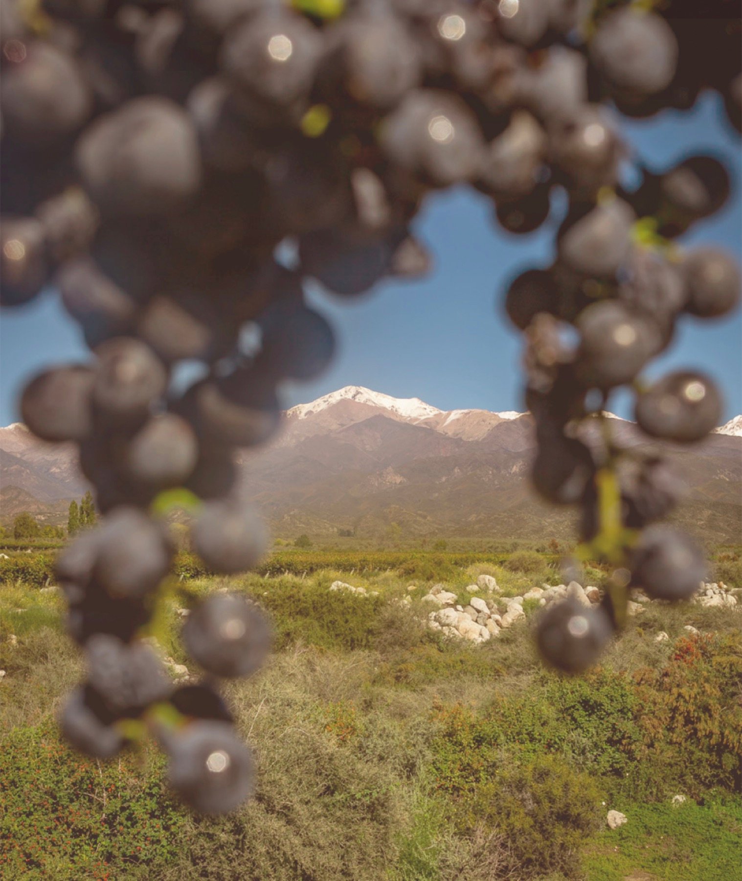 Racimos en planta con la cordillera nevada al fondo