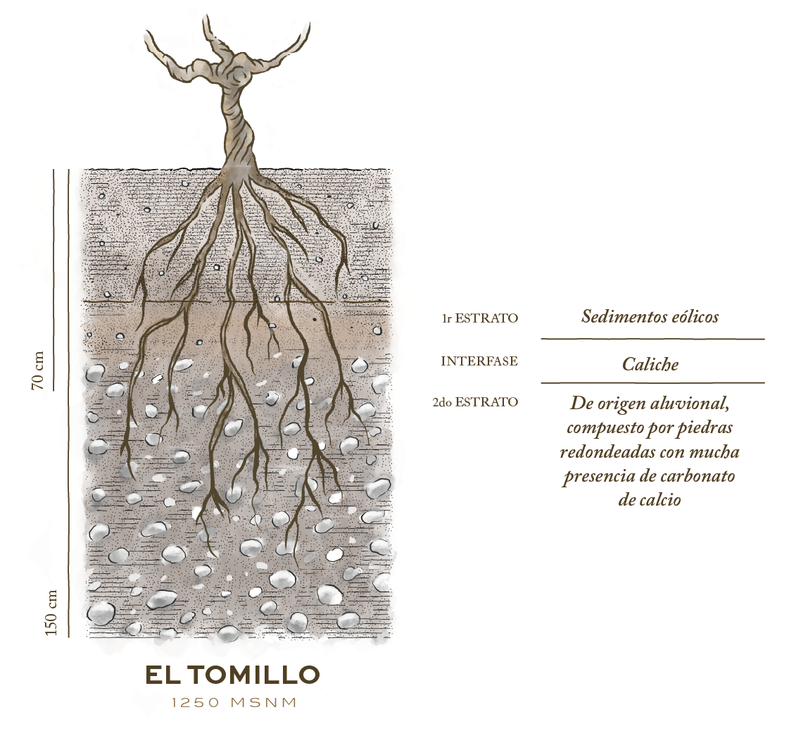 Corte del suelo de Finca La Linterna, a 1250 m s. n. m.: las raíces de la vid atraviesan un primer estrato de sedimentos eólicos hasta los 70 cm, una interfase de caliche, y un segundo estrato de origen aluvional —piedras redondeadas con mucha presencia de carbonato de calcio— que llega a los 150 cm.